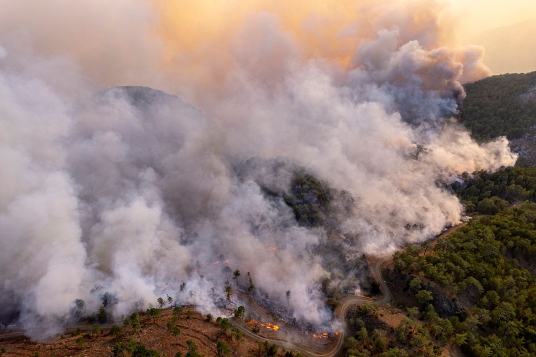 Wildfire