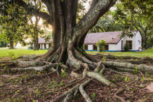 Old tree with twisted roots in front of a home.